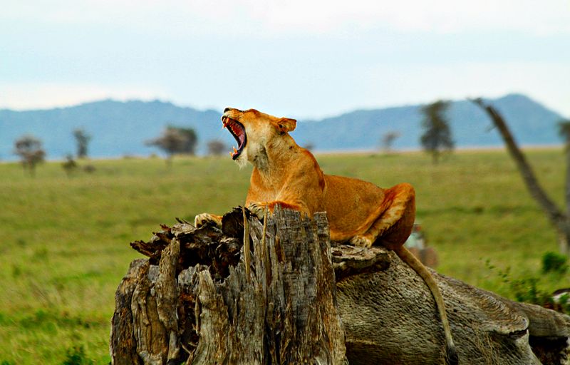 In Tanzania Safari Adventures